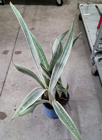 Sayuri Sansevieria